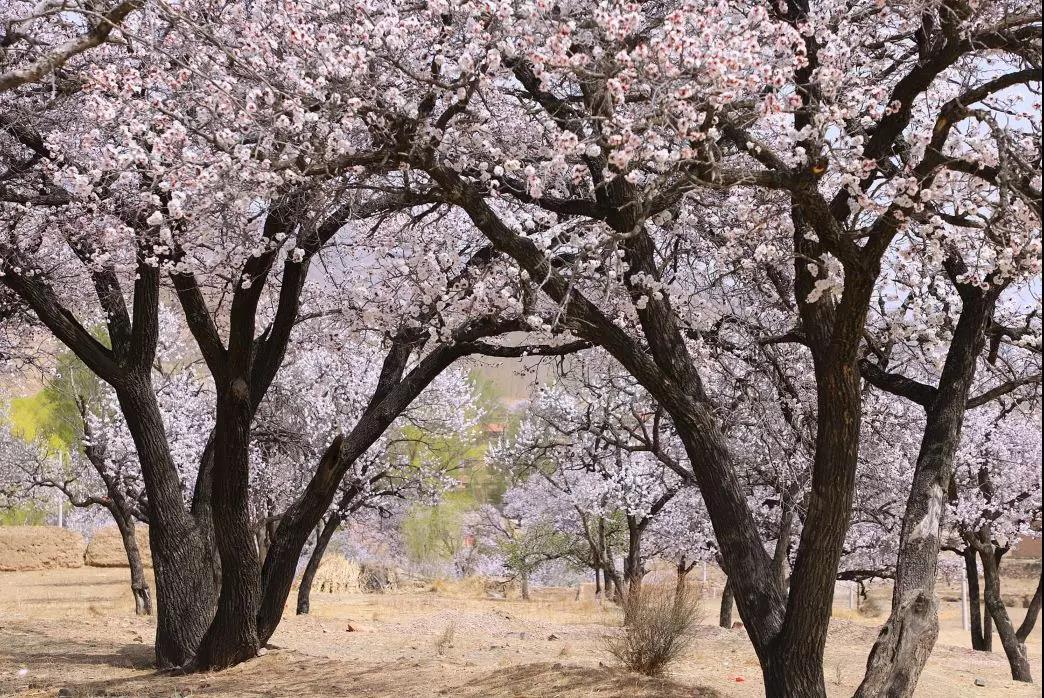  漫游南疆·行摄帕米尔杏花8日>塔尔乡杏花 大同乡杏花 英吉沙杏花